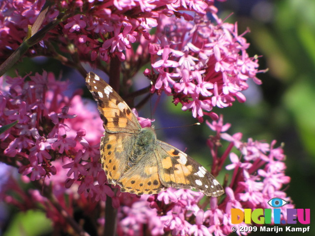 SX06467 Painted lady butterfly (Cynthia cardui) on pink flower Red Valerian (Centranthus ruber)